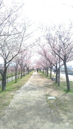 桜隧道