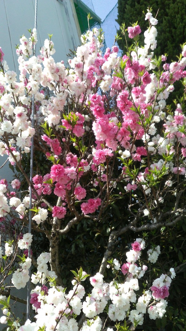 二色桜サムネイル