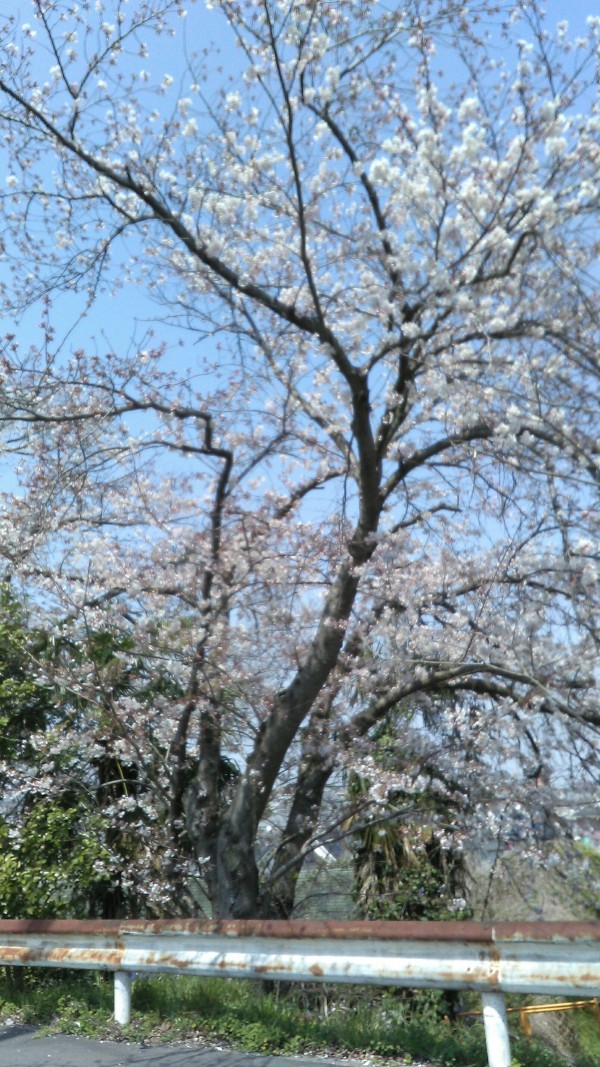 春は桜サムネイル